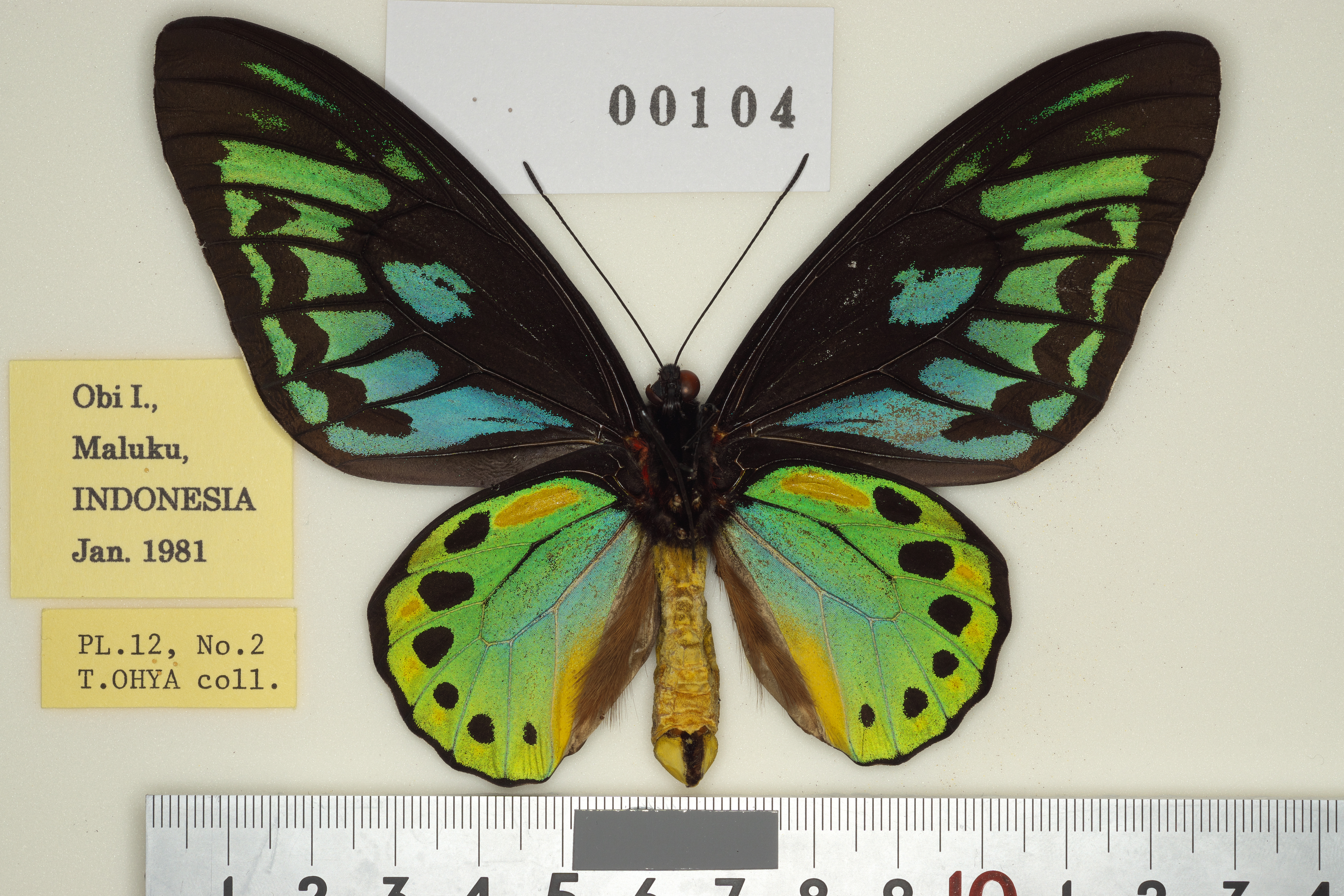 013-00104 | トリバネアゲハデジタル大図鑑（大屋崇コレクション）